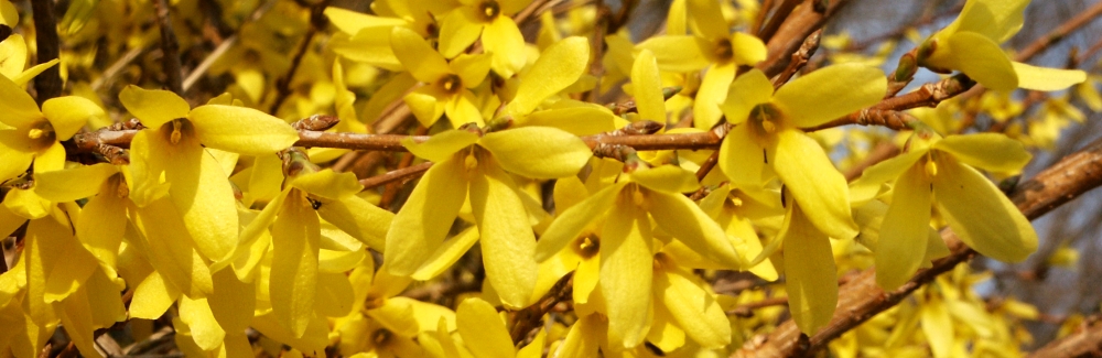 Forsythia Maluch banner 02